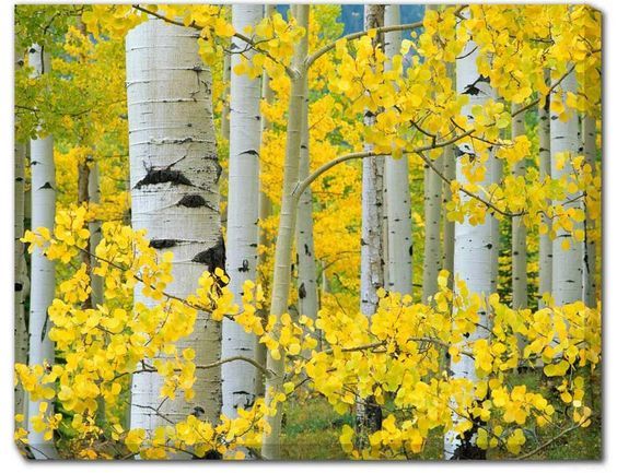 564x433 Aspen Trees Weatherprint Art - Aspen Tree Painting