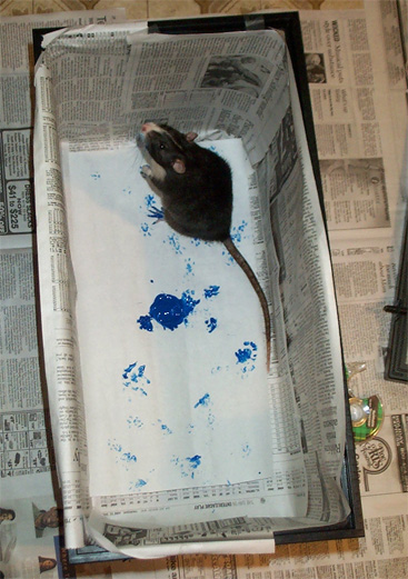 367x521 Paw Painting Behind The Scenes - At Painting