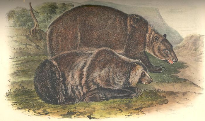 700x415 Grizzly Bear - Audubon Painting