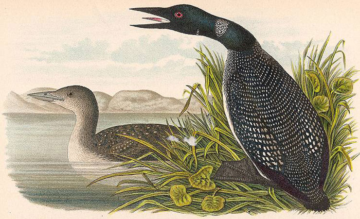 740x451 John James Audubon. Expert Art Authentication, Certificates - Audubon Painting