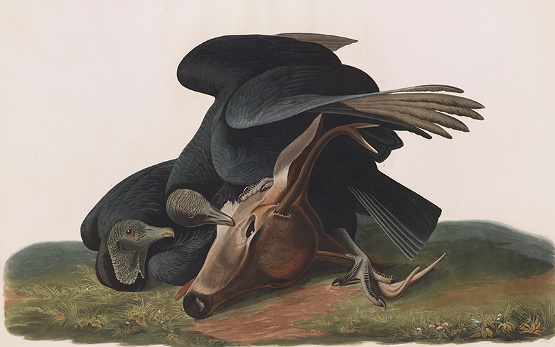 800x500 Life And Death In Bird Art - Audubon Painting