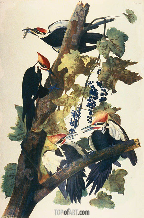 463x699 Pileated Woodpecker Audubon Painting Reproduction 4435 Topofart - Audubon Painting