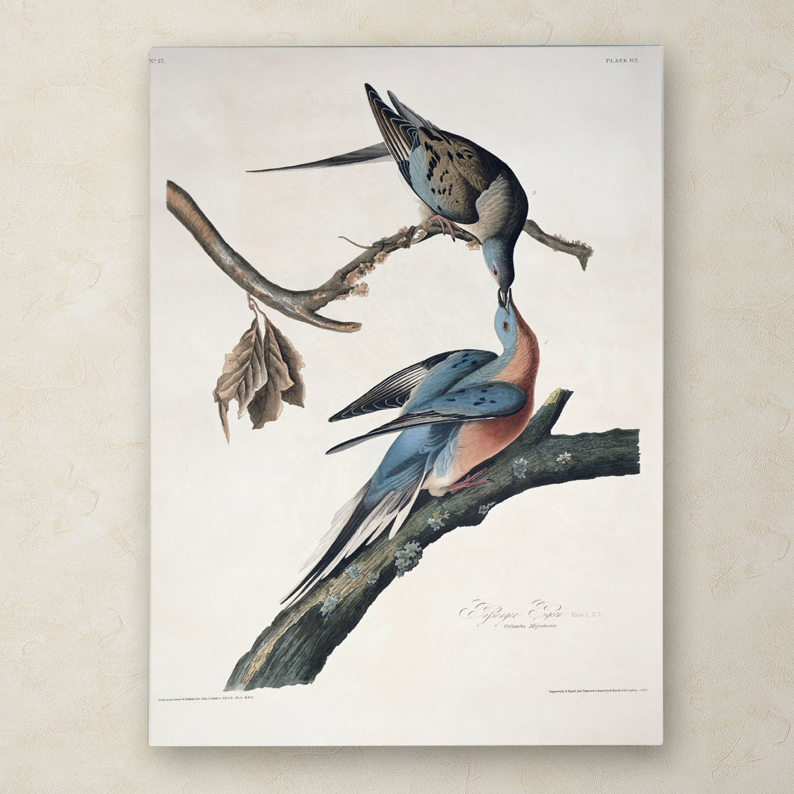 1127x1127 Trademark Art Passenger Pigeon By John James Audubon Painting - Audubon Painting