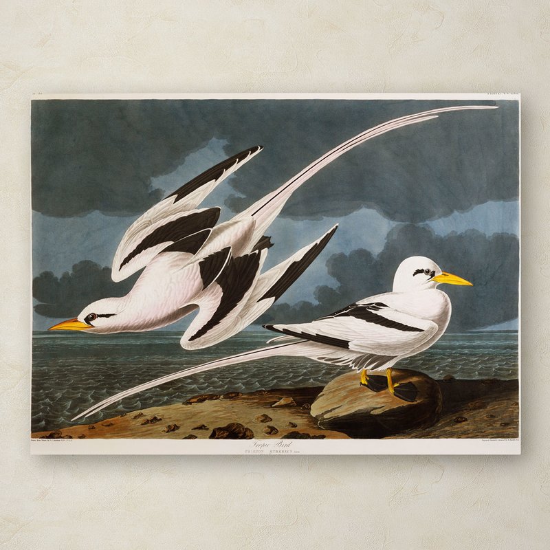 800x800 Trademark Art Tropic Bird By John James Audubon Painting Print - Audubon Painting