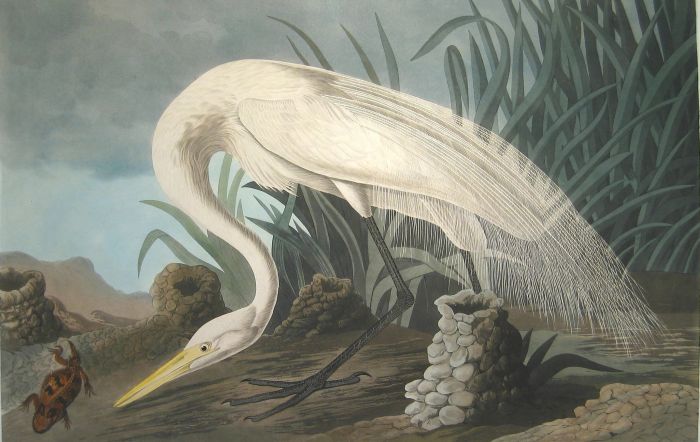 700x442 White Heron - Audubon Painting