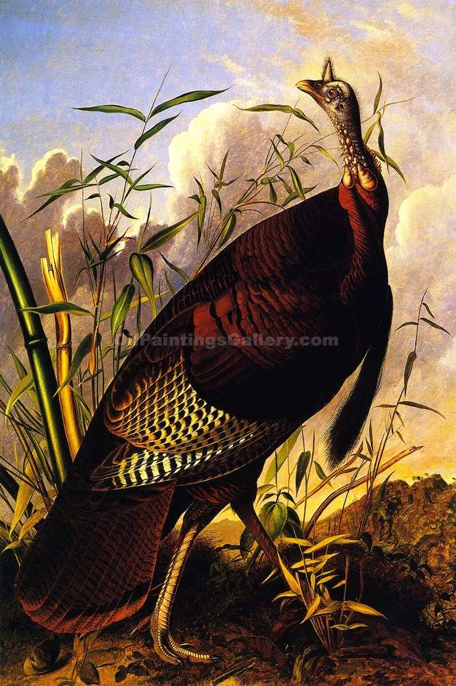 666x1000 Wild Turkey By John James Audubon (Painting Id An 0876 Ka) - Audubon Painting