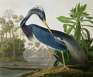 300x247 Audubon Paintings Fine Art America - Audubon Painting