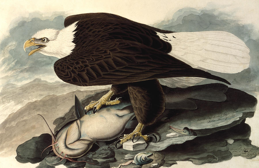 900x583 Bald Eagle Painting By John James Audubon - Audubon Painting