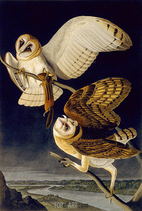 463x689 Barn Owl Audubon Painting Reproduction 4429 Topofart - Audubon Painting