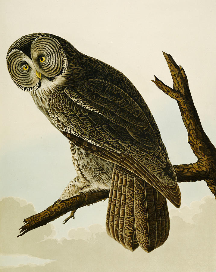 717x900 Great Cinereous Owl Painting By John James Audubon - Audubon Painting