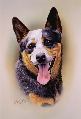 273x400 Australian Cattle Dog Head Study Print Rmdh6 - Australian Cattle Dog Painting