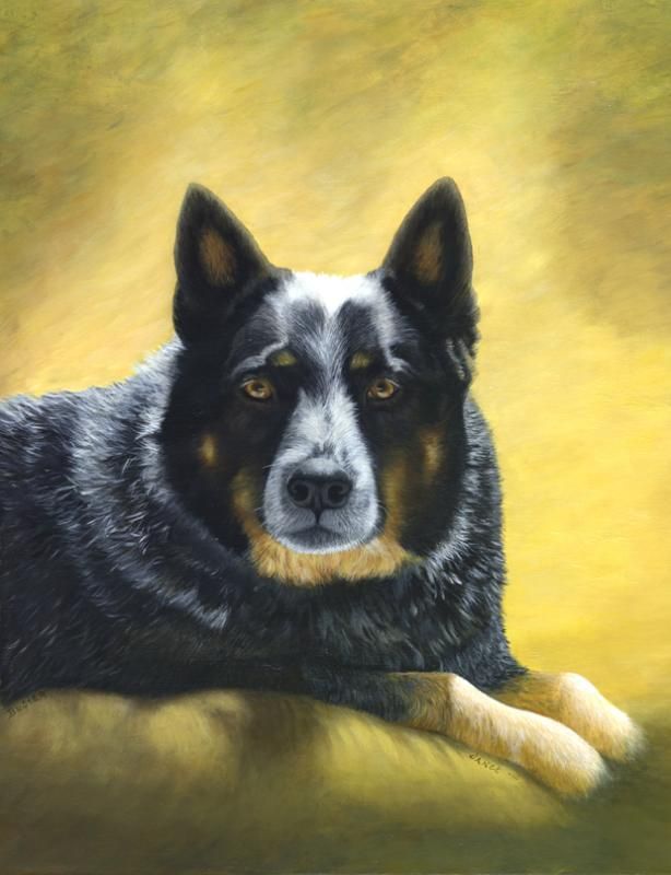 614x800 Blue Australian Cattle Dog X Posted From Acrylic Forum - Australian Cattle Dog Painting