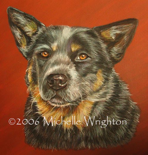 500x524 New Australian Cattle Dog Portrait And Pet Photography - Australian Cattle Dog Painting