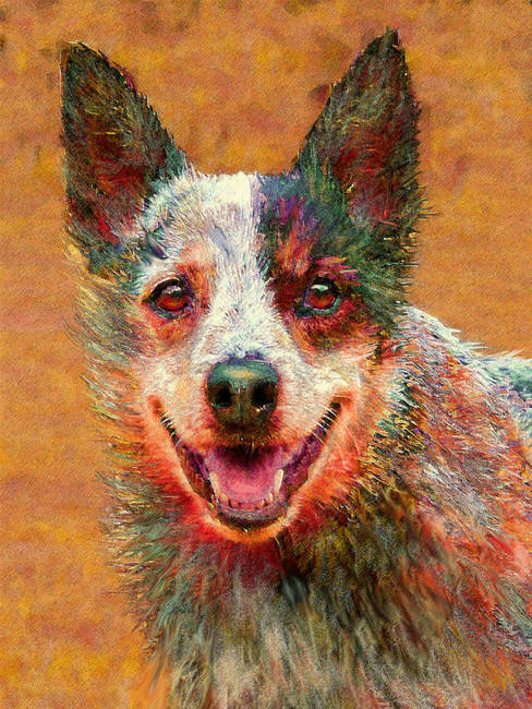 488x650 Stunning Australian Cattle Dog Artwork For Sale On Fine Art Prints - Australian Cattle Dog Painting
