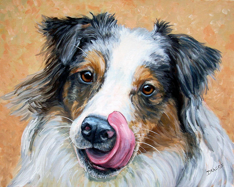 900x720 Australian Shepherd Tricolored Tongue On Nose Painting By Dottie - Australian Shepherd Painting