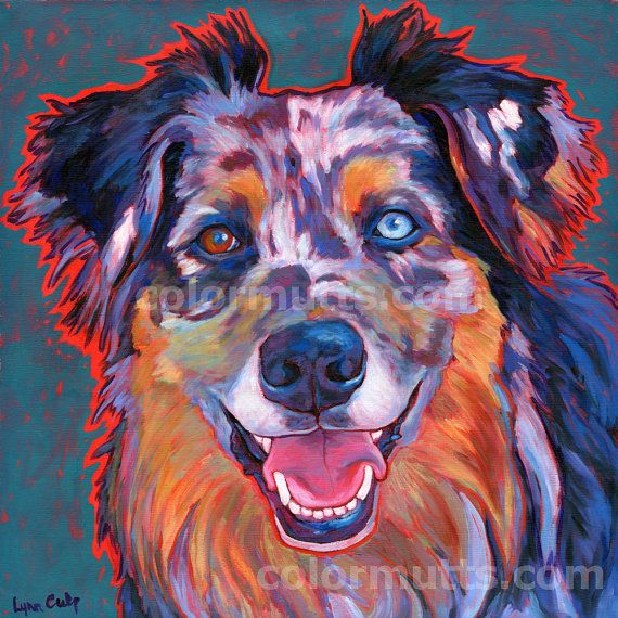 570x570 Merle Aussie Dog Original Art Oil Painting On Large 30x30 Canvas - Australian Shepherd Painting