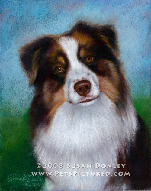 500x632 Reef, Australian Shepherd Memorial Portrait Original Watercolor - Australian Shepherd Painting