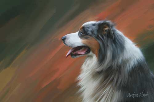 500x333 Share Your Australian Shepherd Art - Australian Shepherd Painting