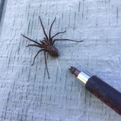 250x250 Avatar Painting, Inc - Avatar Painting