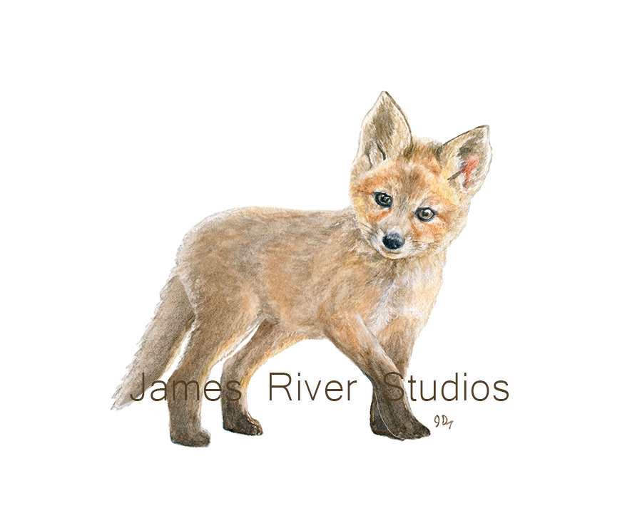 900x720 Fox Art Fox Painting Fox Print Baby Fox Watercolor Baby Animal - Baby Animal Painting