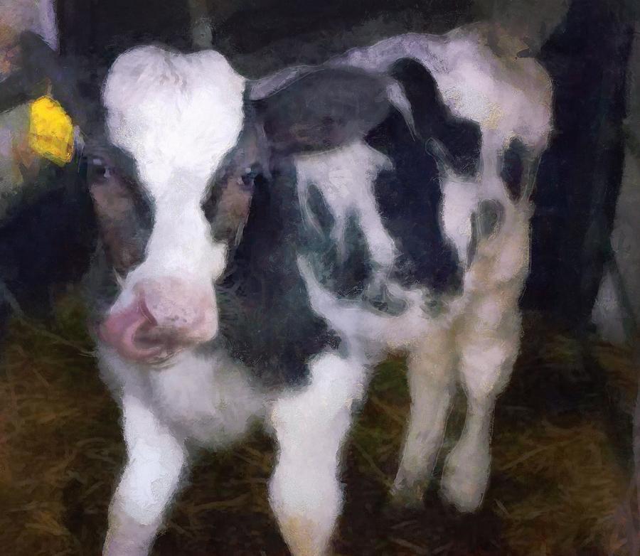 900x782 Baby Cow On Farm With Tongue In Nose Black And White With Hay - Baby Cow Painting