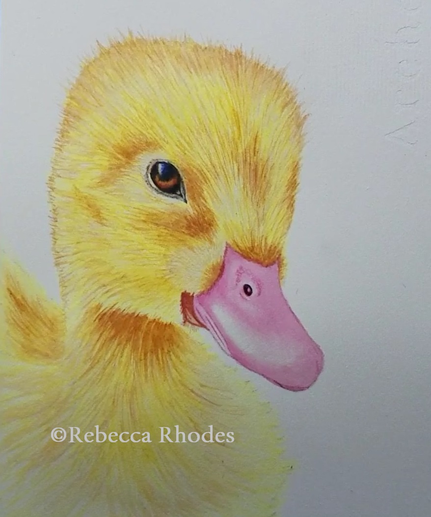 878x1052 How To Paint A Baby Duck In Watercolor - Baby Duck Painting