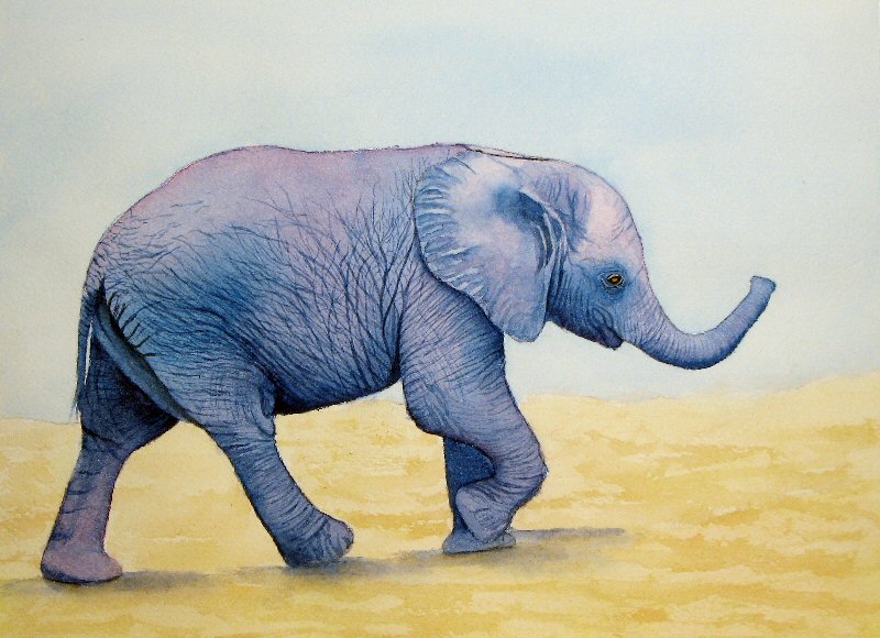 800x580 Baby Elephant Needs Shadows [Archive] - Baby Elephant Painting
