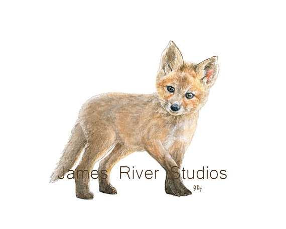 570x456 Fox Art Fox Painting Fox Print Baby Fox Watercolor Baby Animal - Baby Fox Painting