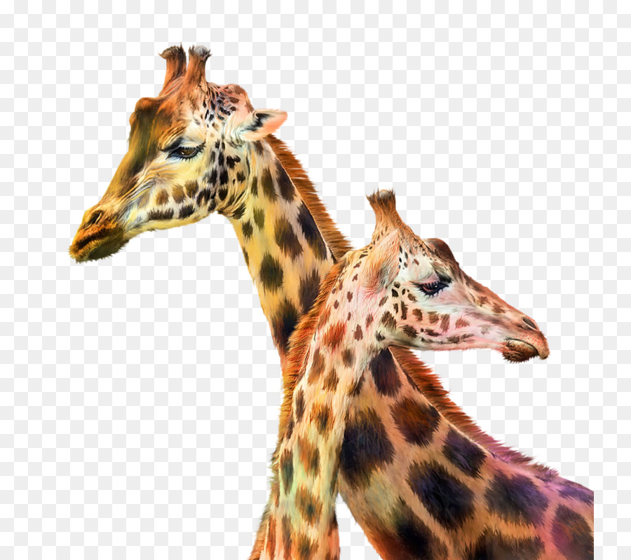 900x800 Northern Giraffe Baby Giraffes Painting Art Animal - Baby Giraffe Painting