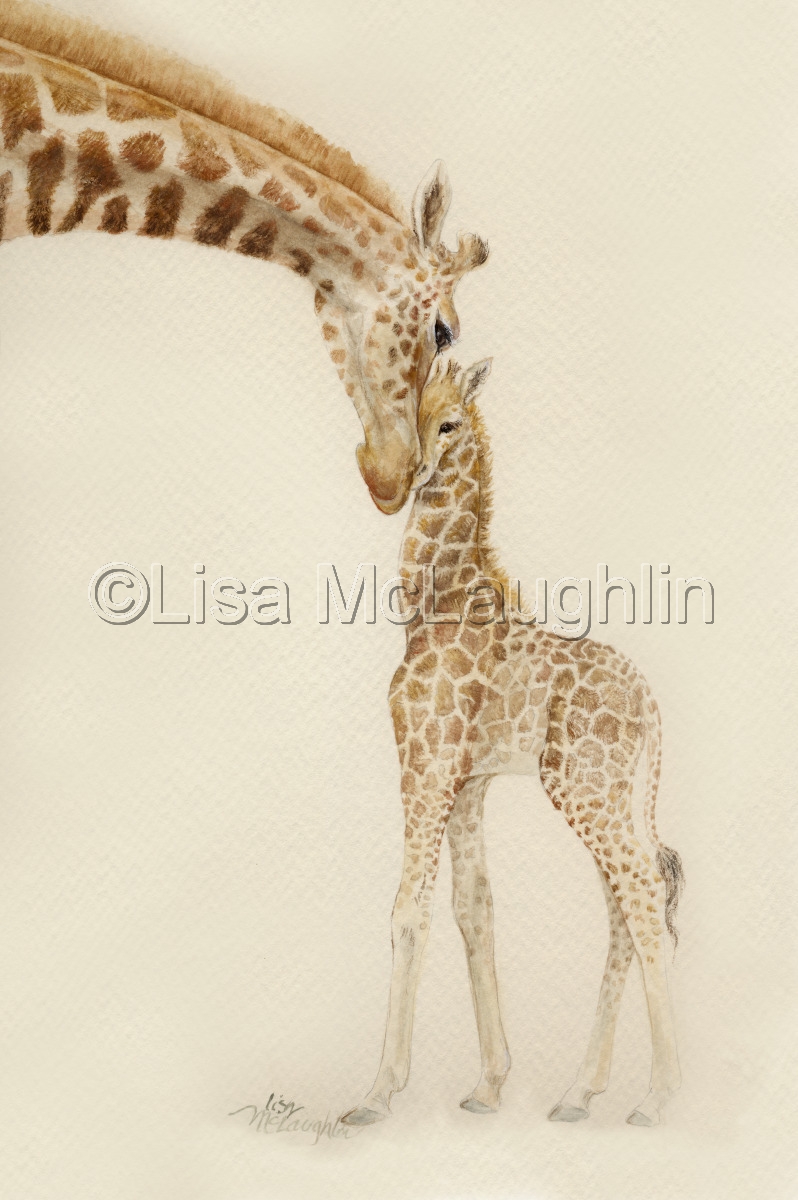 798x1200 Wildlife Watercolor Paintings Mom And Baby Giraffe Together By - Baby Giraffe Painting