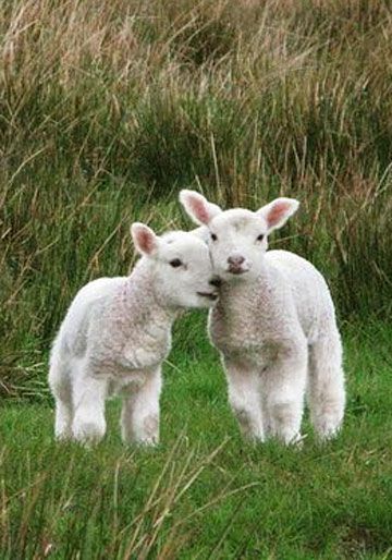 360x514 Beautiful I Love You Baby Lambs Oil Painting Ideas For Your - Baby Lamb Painting