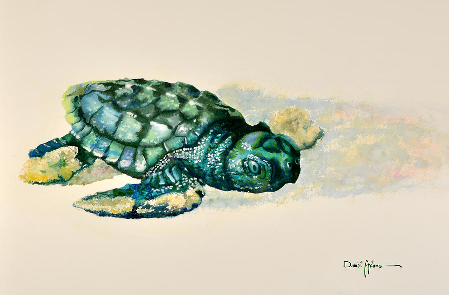 900x593 Da150 Baby Sea Turtle By Daniel Adams Painting By Daniel Adams - Baby Sea Turtle Painting
