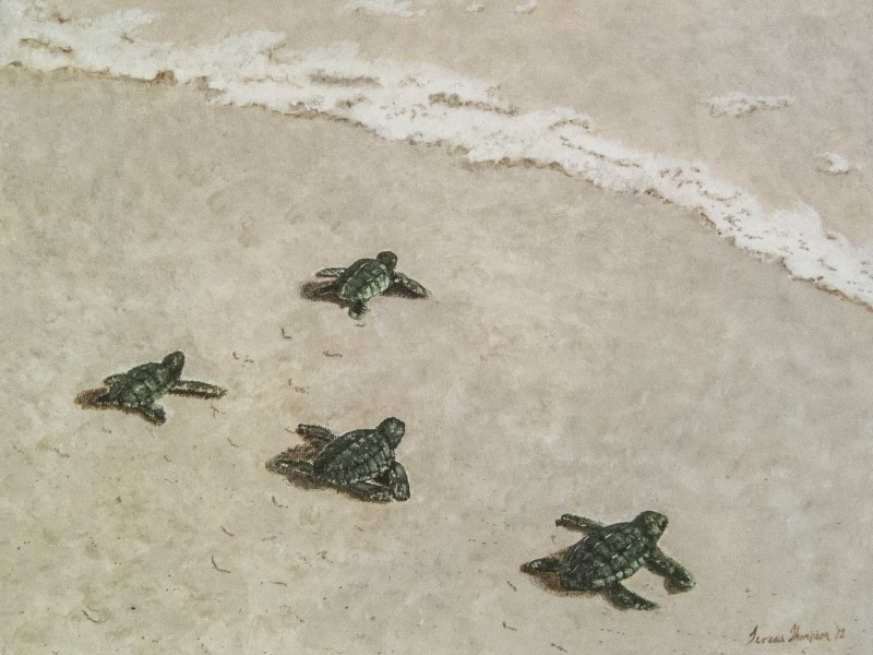 800x600 The Journey Four Baby Sea Turtles Heading To The Wide - Baby Sea Turtle Painting