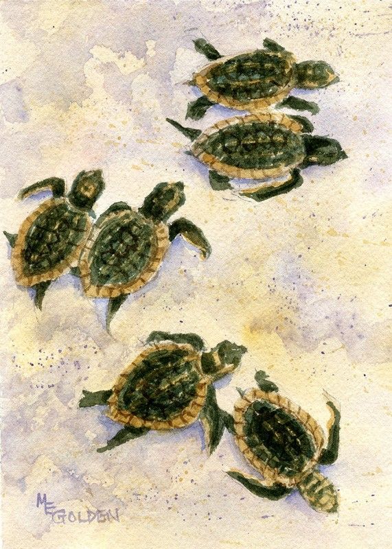 Baby Sea Turtle Painting At Paintingvalley.com 