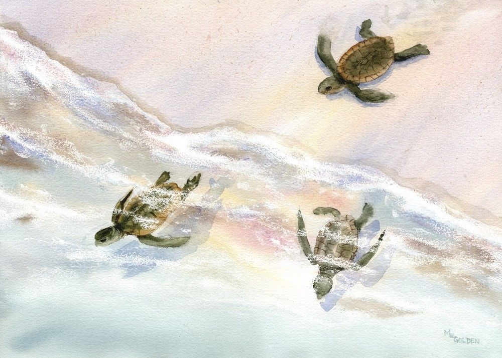 1000x714 Wait For Me Baby Sea Turtles Rush To The Ocean - Baby Sea Turtle Painting