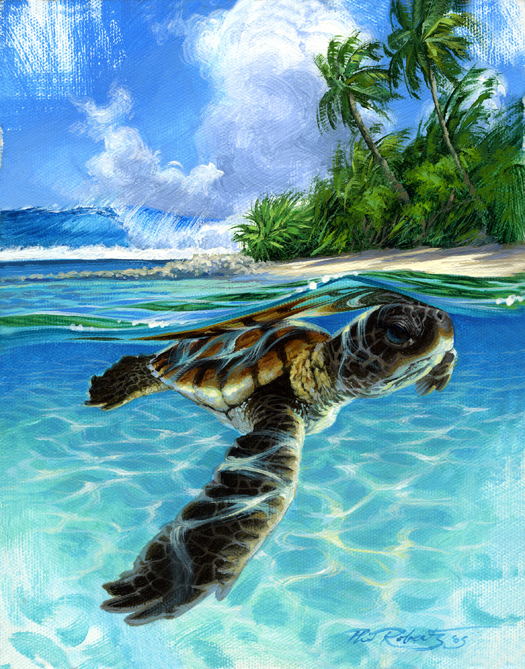 525x669 Baby Turtle Swimming Phil Roberts Art - Baby Sea Turtle Painting