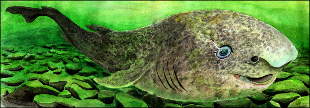 1024x359 Greenland Shark By Amandamyers - Baby Shark Painting