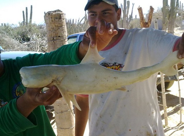 640x473 One Eyed Baby Shark Found In Mexico - Baby Shark Painting