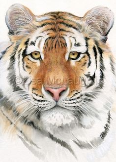 236x328 Baby Tiger, Tiger Cub - Baby Tiger Painting