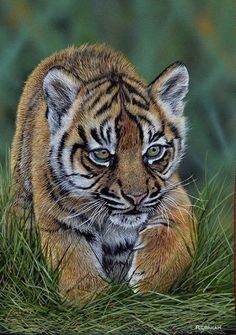 236x335 Twiga By Fuz Caforio Animals - Baby Tiger Painting