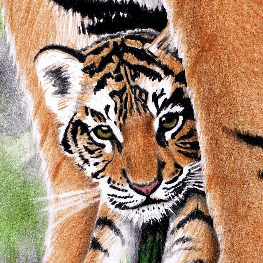 900x899 Baby Tiger By Jasminasusak - Baby Tiger Painting