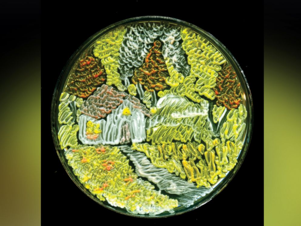 992x745 Scientists Create Van Gogh'S - Bacteria Painting