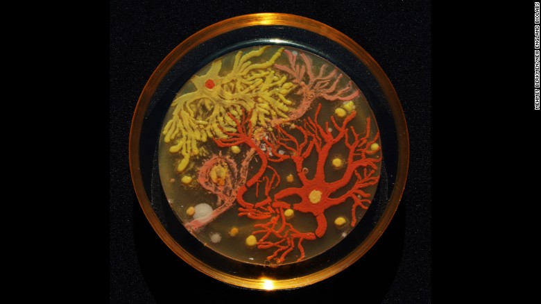780x438 Scientists Make Art With Bacteria - Bacteria Painting