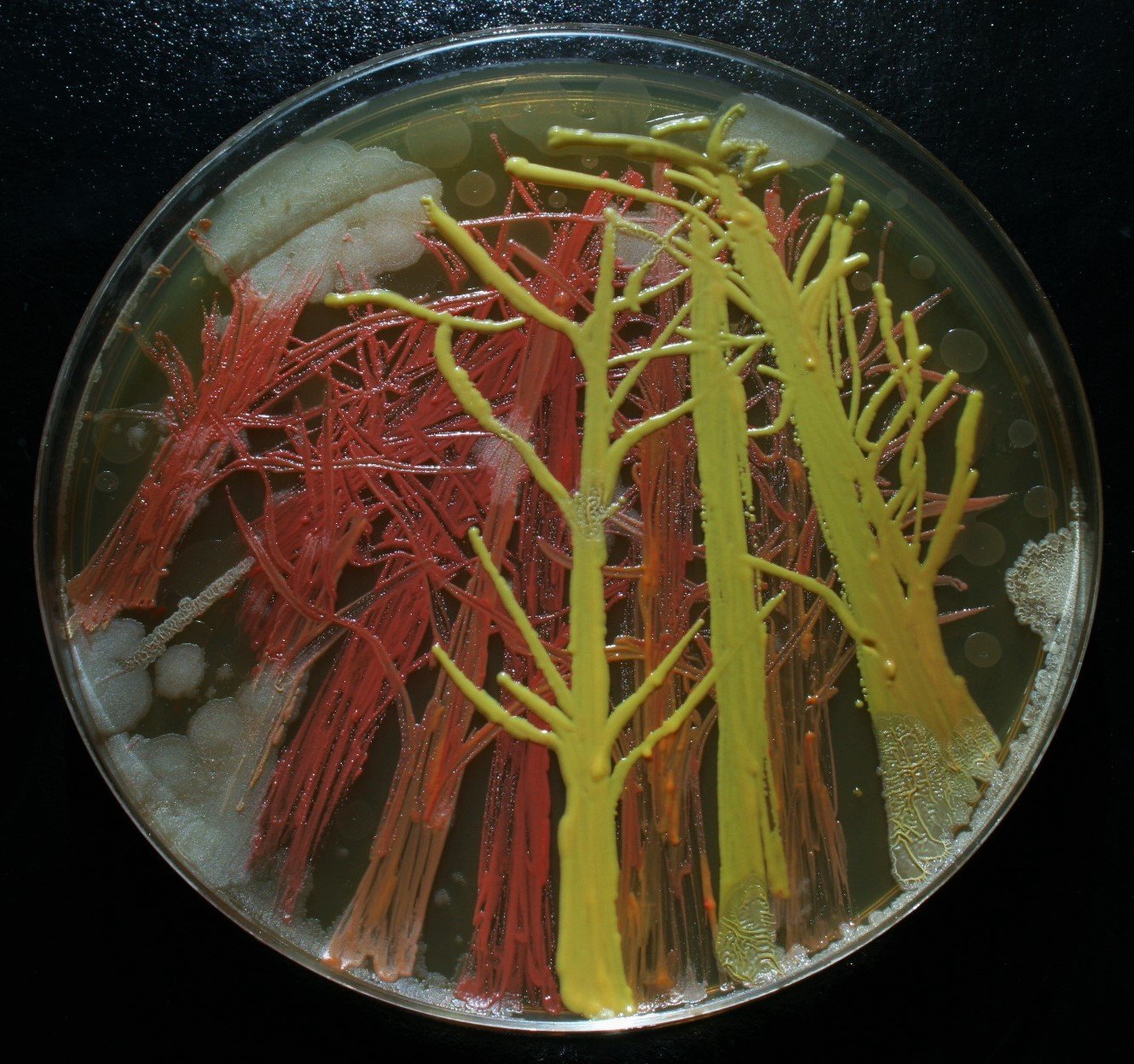 1330x1247 This Artist Paints With Bacteria, And It's Strangely Beautiful - Bacteria Painting