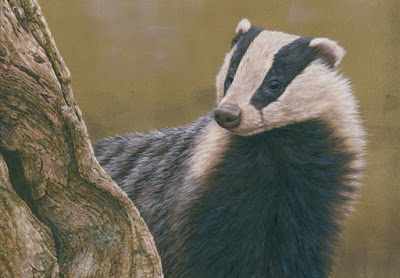 400x278 Discover Wildlife Paintings For Badgers Local Patch Reporters - Badger Painting