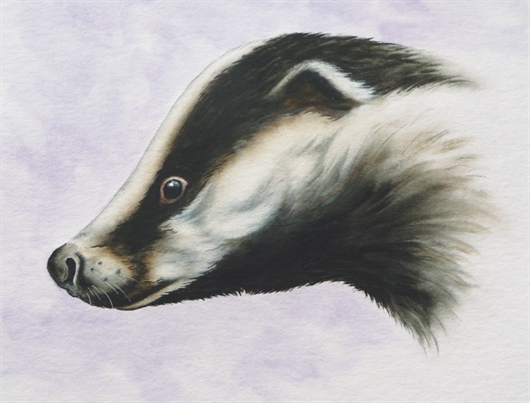 530x403 How To Paint A Badger's Head Using Liquid Acrylics With Linda Wain - Badger Painting