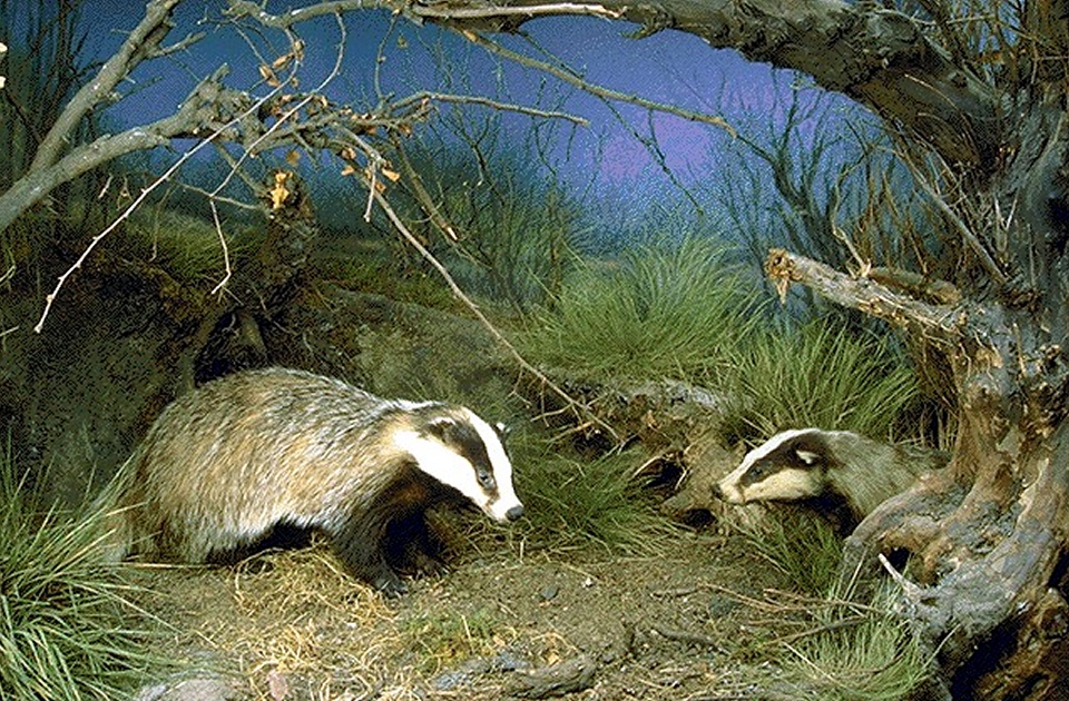 960x630 Painting - Badger Painting