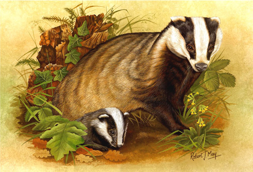 515x350 Badger Amp Cub Open Edition Signed Print Rmwl05 - Badger Painting