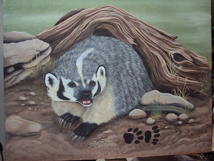 Барсук степной. Как сделать барсуки. Барсук фото. Норка барсука. Нора барсука в лесу.