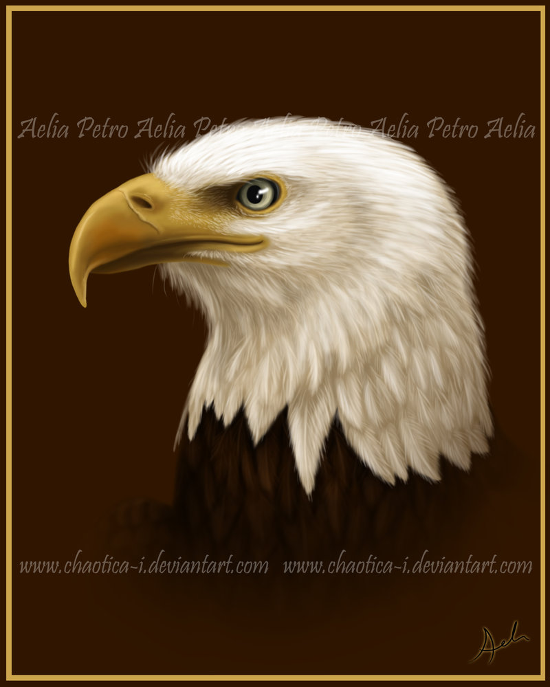 800x1000 Bald Eagle Painting By Chaotica I - Bald Eagle Painting